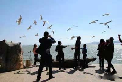 冬天去昆明哪里看海鷗？海埂公園.jpg