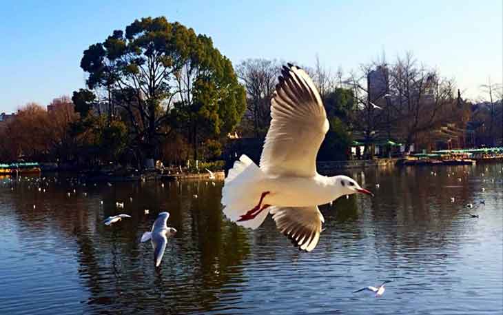 冬天去昆明哪里看海鷗？自從海鷗搬家來到昆明.jpg
