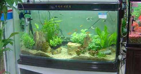 昆明搬家的時(shí)候魚缸怎么辦.jpg 昆明搬家的時(shí)候魚缸怎么辦.jpg