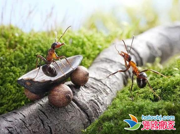 昆明盤龍區(qū)搬家公司搬運(yùn)工搬家拉貨哪個好用.jpg 昆明盤龍區(qū)搬家公司搬運(yùn)工搬家拉貨哪個好用.jpg